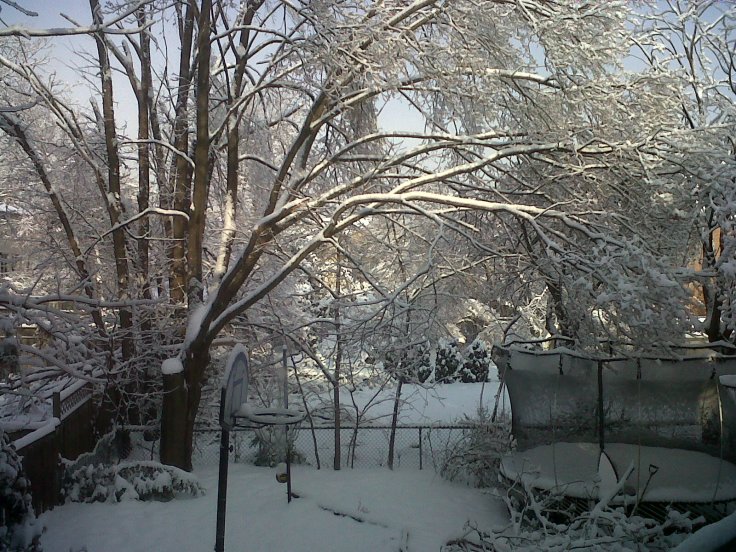 My daughter's backyard. 