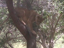 Lion up tree!!