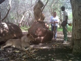 Walking with the Lions!