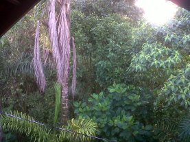 My room's view in the forest!