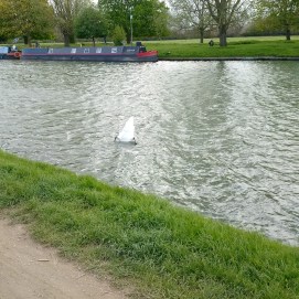 Hard to see, but swan in Cambridge river upside down taking a drink!